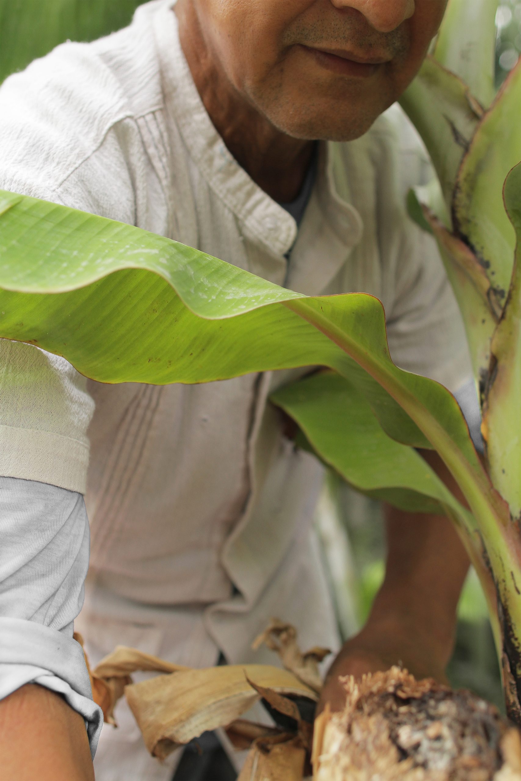 Bananenvezel, een natuurlijk en productief bijproduct, als alternatief voor katoen.  Het resultaat is een vezel die volledig is gemaakt van het vezelige afval en op natuurlijke wijze is geverfd met behulp van de afvalbloemen.  Project Geen bananenrepubliek door Roberta Lebed Llopart