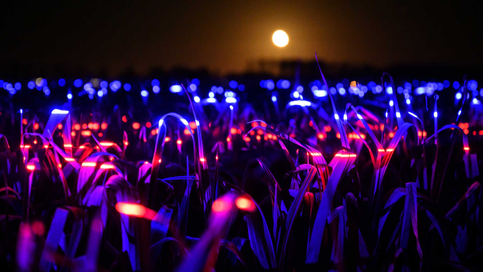 GROW door Studio Daan Roosegaarde.  GROW is geïnspireerd op wetenschappelijke lichtrecepten die de groei van planten verbeteren en het gebruik van pesticiden tot 50 procent verminderen.