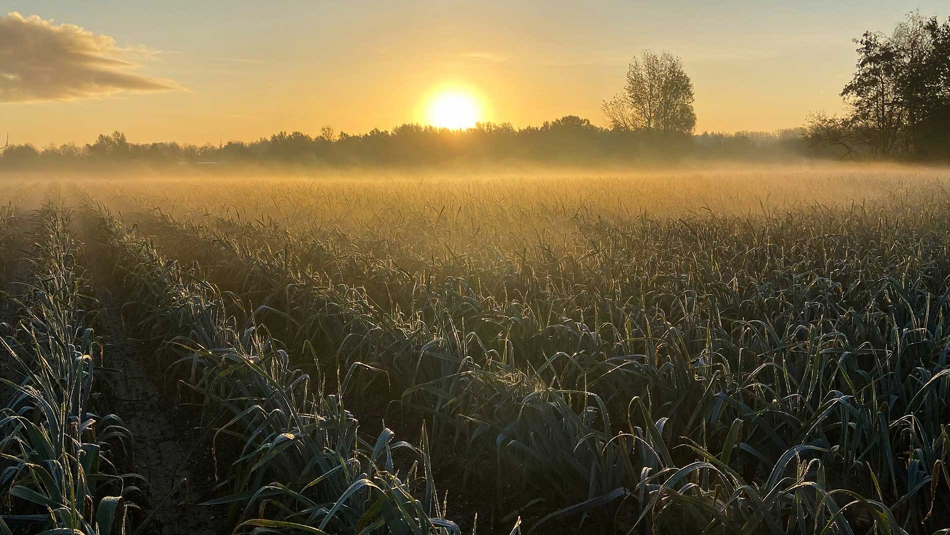 GROW door Studio Daan Roosegaarde.  GROW is geïnspireerd op wetenschappelijke lichtrecepten die de groei van planten verbeteren en het gebruik van pesticiden tot 50% verminderen.